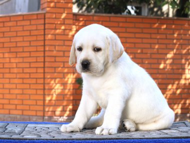 Mavi arka plandaki küçük labrador yavrusu.
