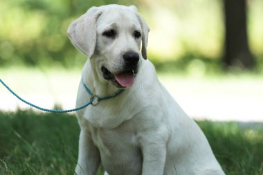 parkta küçük bir labrador köpek yavrusu