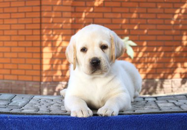 Mavi arka plandaki küçük labrador yavrusu.