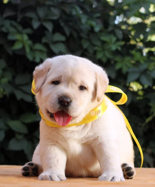 Un cachorrito labrador sobre fondo amarillo — Foto de Stock