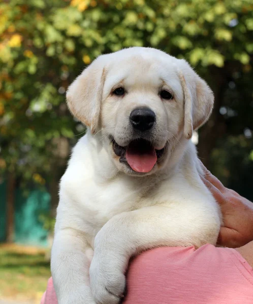 Bir sonbahar parkında labrador yavrusu — Stok fotoğraf