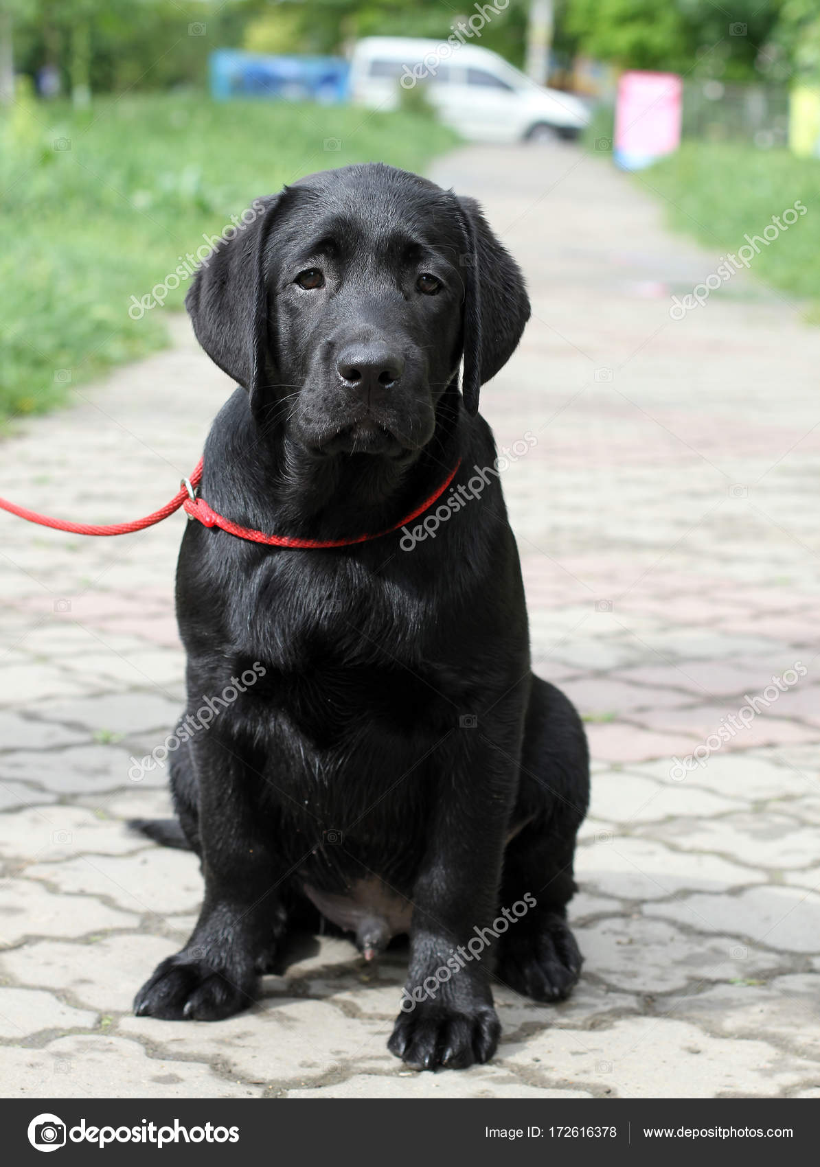 black labrador puppy