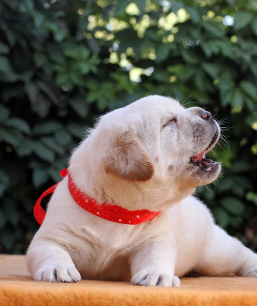 Pequeno filhote de cachorro labrador em um fundo amarelo — Fotografia de Stock