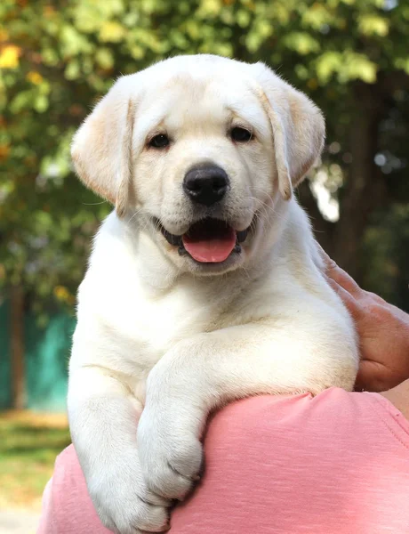 En liten labrador valp i parken i höst — Stockfoto