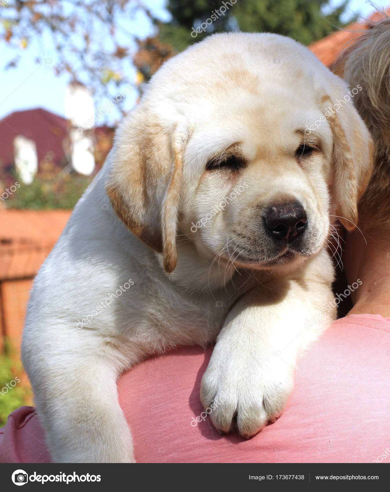 cute little labrador puppies