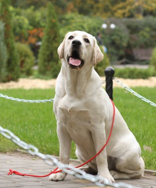 sonbahar parkta köpek labrador yavrusu