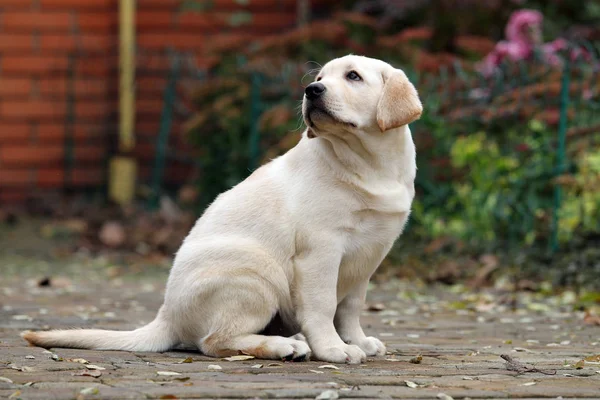 Een kleine labrador pup in het park in het najaar — Stockfoto