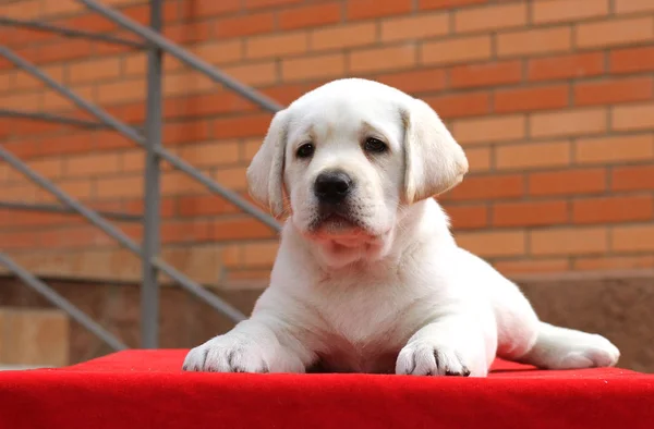 The little labrador puppy on a red background — Stock Photo, Image