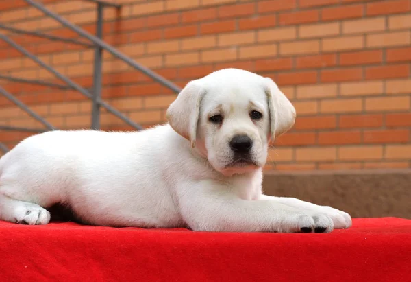 Labrador štěně na červeném pozadí — Stock fotografie