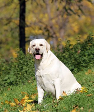 parkta sonbaharda sarı labrador