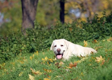parkta sonbaharda sarı labrador
