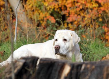 sonbahar parkında sevimli sarı labrador