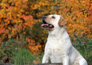 sevimli sarı labrador sonbahar parkında