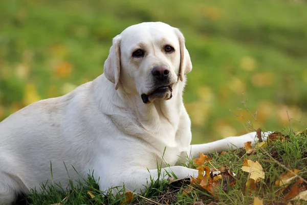 Söt gul labrador i parken i höst — Stockfoto