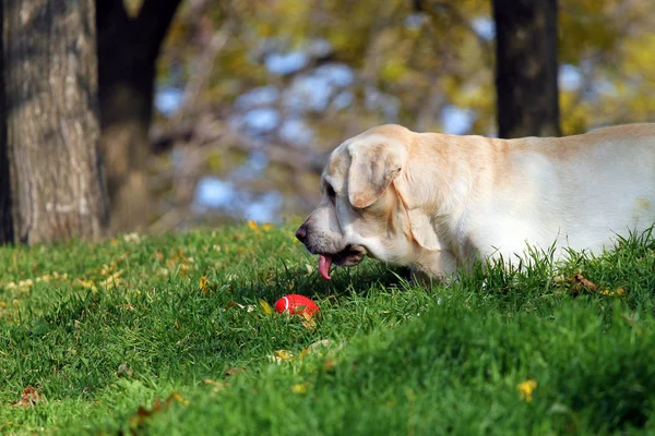 Yellow labrador in the park in autumn with a ball — Stock Photo, Image