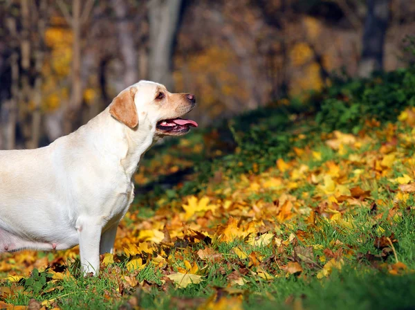 Een gele labrador in het park in het najaar — Stockfoto