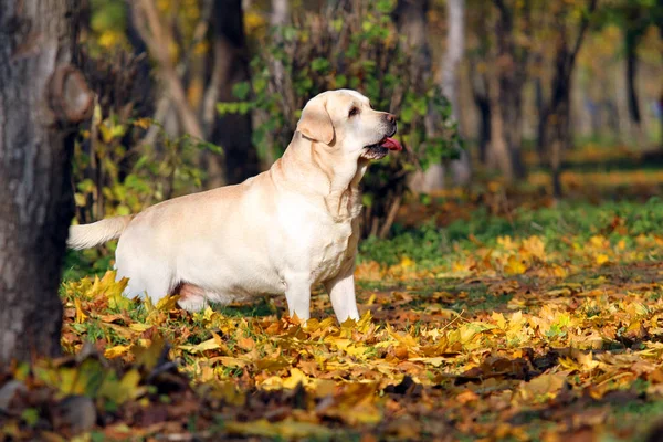 Κίτρινο labrador στο πάρκο φθινόπωρο — Φωτογραφία Αρχείου