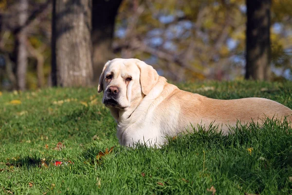 Labrador amarillo en el parque en otoño con una pelota — Foto de Stock