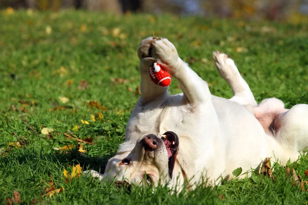 Der schöne gelbe Labrador im Herbst mit Ball im Park — Stockfoto