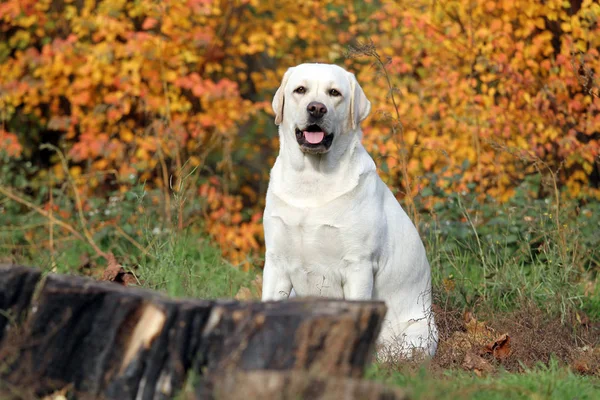 Der gelbe Labrador im Herbst im Park — Stockfoto