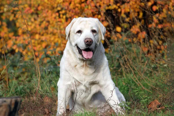 Sonbaharda parktaki sarı labrador.