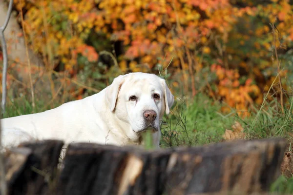 Sonbaharda parkta güzel sarı bir labrador.