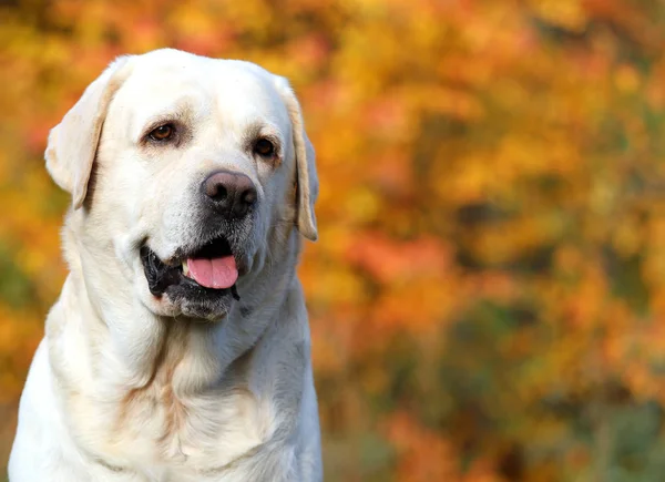 Parkta sonbaharda sarı labrador — Stok fotoğraf