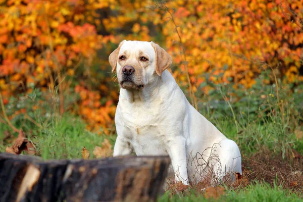 De gele labrador in het park in het najaar van close-up — Stockfoto