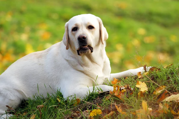 Een mooie gele labrador in het park in de herfst — Stockfoto