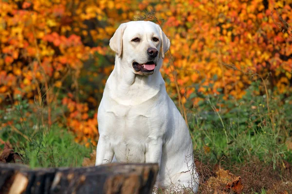 Gele labrador in het park in het najaar van close-up — Stockfoto