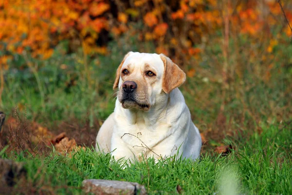 Close-up van een gele labrador in het park in het najaar — Stockfoto