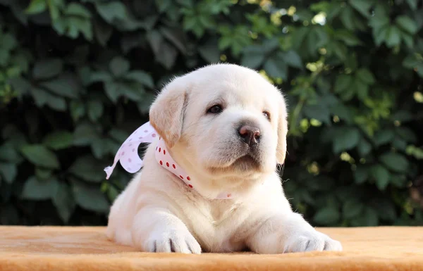 Liten labrador valp på gul bakgrund — Stockfoto