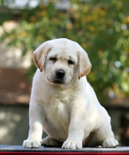 秋の公園でラブラドール子犬 — ストック写真