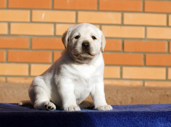 Der kleine Labrador-Welpe auf blauem Hintergrund — Stockfoto