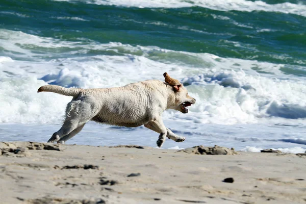 Yellow labrador running to the sea — Stock Photo, Image