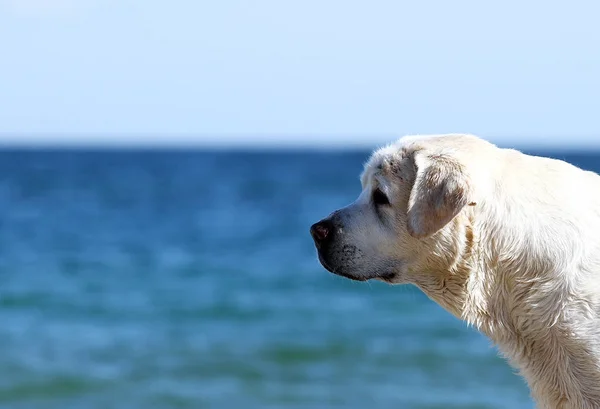 Yellow labrador, grając na portret morza — Zdjęcie stockowe