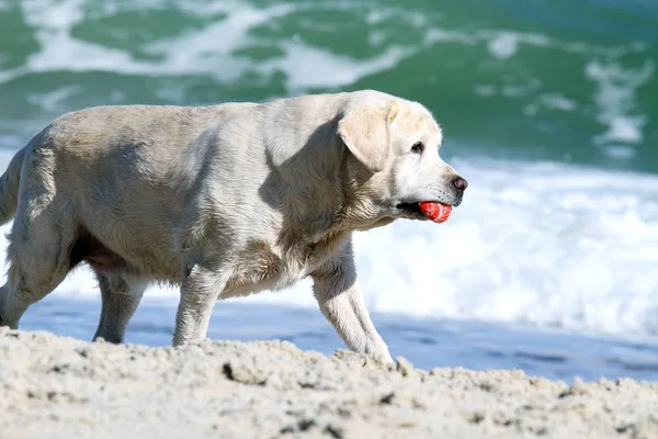 Gele labrador spelen op de zee — Stockfoto