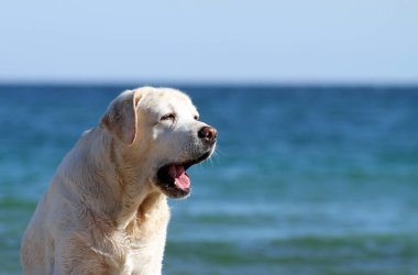 Sarı labrador Denizi resme oynarken