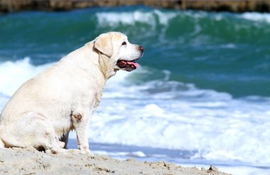 Deniz resme oynayan sarı labrador