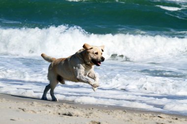 denize çalışan sarı labrador