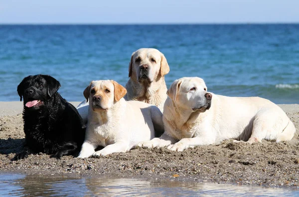 Fyra labradorer spelar på havet porträtt — Stockfoto