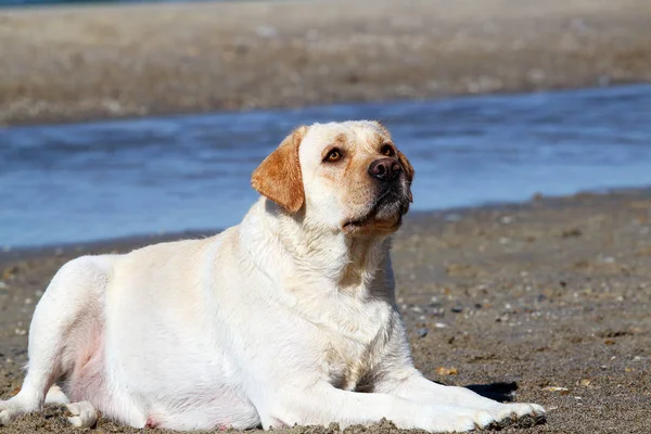 Un labrador amarillo jugando en el retrato del mar —  Fotos de Stock