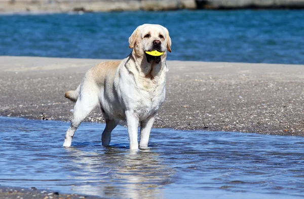 Un labrador jaune jouant à la mer — Photo