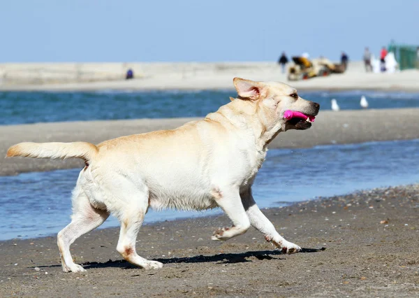 Le labrador jaune courant vers la mer — Photo