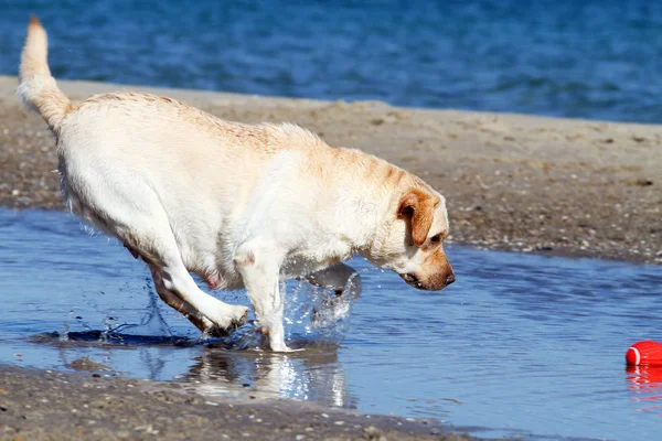 Žlutý labrador hrát na moři — Stock fotografie