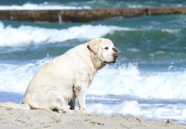 Deniz resme oynayan sarı labrador