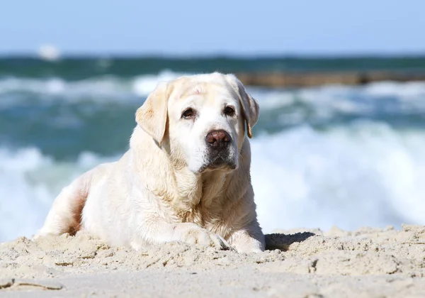 Yellow labrador grając na portret morza — Zdjęcie stockowe