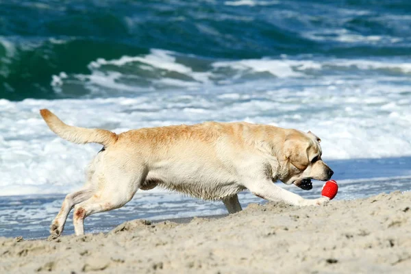 Labrador giallo che corre verso il mare — Foto Stock