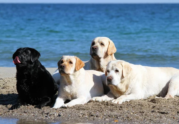 Cuatro lindos labradores jugando en los retratos del mar — Foto de Stock
