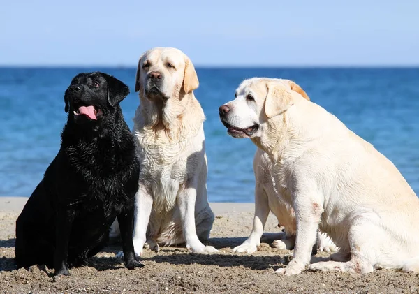 Fyra söta härliga labradorer spelar på havet porträtt — Stockfoto
